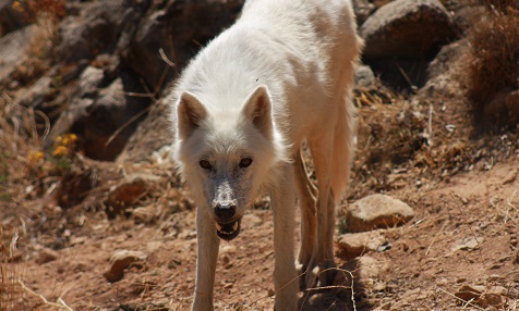 Wolf im Lobopark von Antequera