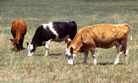 Maul-und Klauenseuche: Spanien erteilt Einfuhrverbot von Nordafrikanischen Rindern