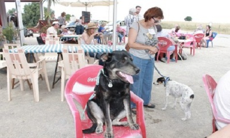 Polemik um Hundestrände in Andalusien neu entfacht